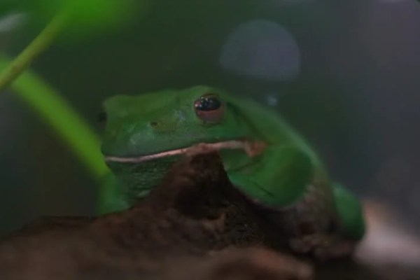 Shutterstock Video