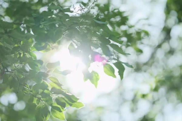 Shutterstock Video