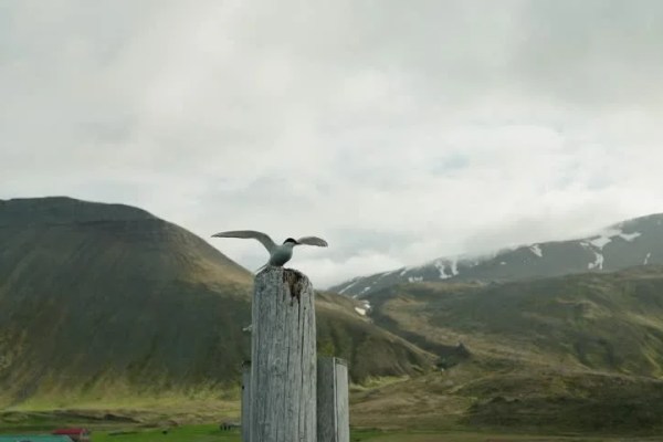 Shutterstock Video