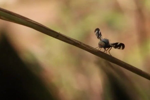 Shutterstock Video
