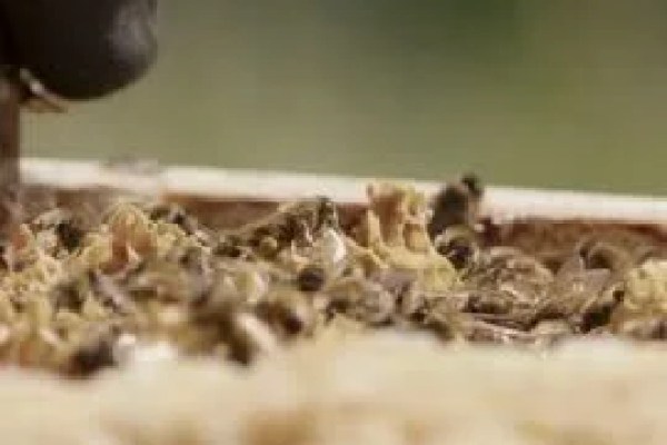 Shutterstock Video