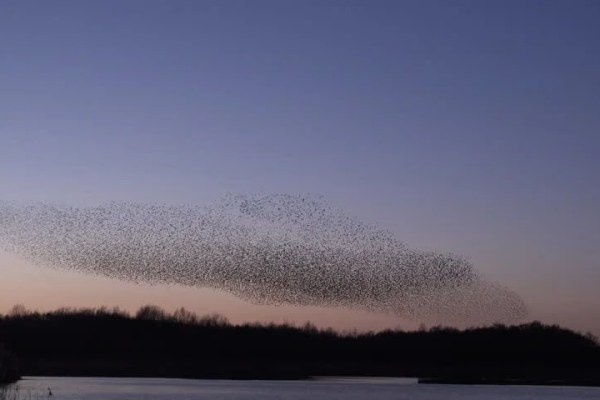 Shutterstock Video