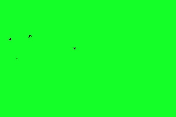 Shutterstock Video