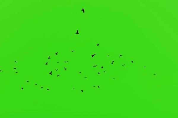 Shutterstock Video
