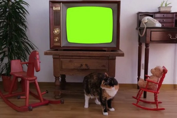 Shutterstock Video